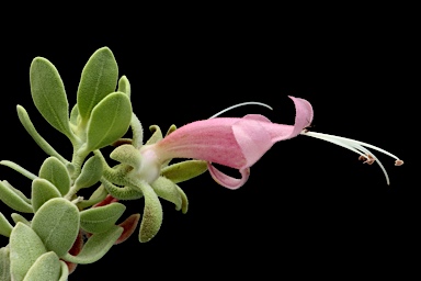 APII jpeg image of Eremophila forrestii subsp. forrestii  © contact APII
