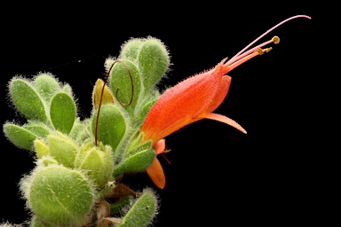 APII jpeg image of Eremophila splendens  © contact APII