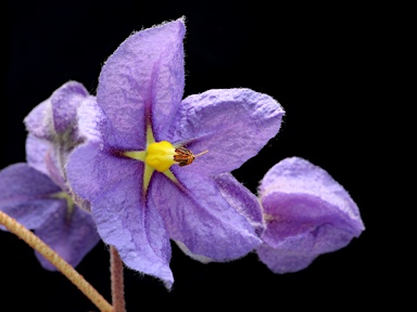 APII jpeg image of Seringia integrifolia  © contact APII