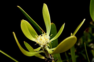 APII jpeg image of Isopogon attenuatus  © contact APII