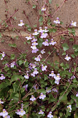 APII jpeg image of Cymbalaria muralis subsp. muralis  © contact APII