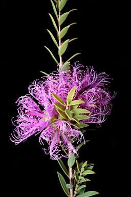 APII jpeg image of Melaleuca thymifolia 'Little Beauty'  © contact APII