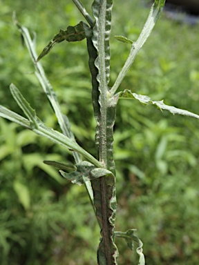 APII jpeg image of Centaurea solstitialis  © contact APII