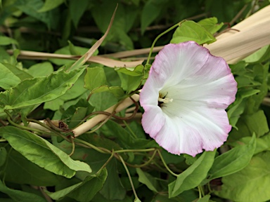 APII jpeg image of Calystegia sepium  © contact APII