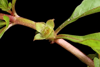 APII jpeg image of Ludwigia palustris  © contact APII