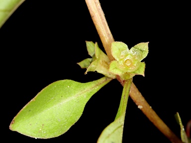 APII jpeg image of Ludwigia palustris  © contact APII
