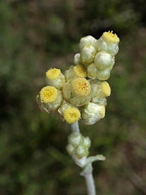 APII jpeg image of Pseudognaphalium luteoalbum  © contact APII