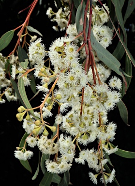 APII jpeg image of Eucalyptus rossii  © contact APII