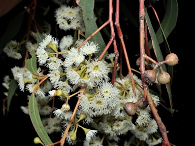 APII jpeg image of Eucalyptus rossii  © contact APII