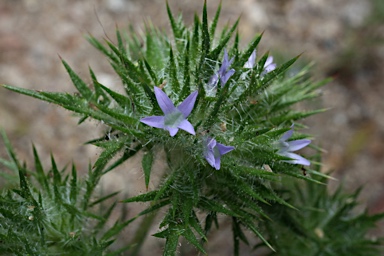 APII jpeg image of Navarretia squarrosa  © contact APII