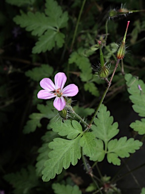 APII jpeg image of Geranium purpureum  © contact APII