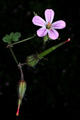 APII jpeg image of Geranium purpureum  © contact APII