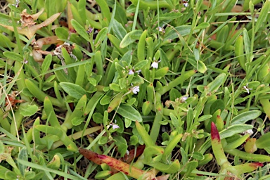 APII jpeg image of Lobelia anceps  © contact APII