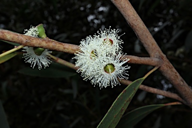 APII jpeg image of Eucalyptus burgessiana  © contact APII