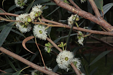 APII jpeg image of Eucalyptus burgessiana  © contact APII