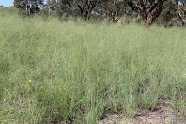 APII jpeg image of Eragrostis curvula  © contact APII