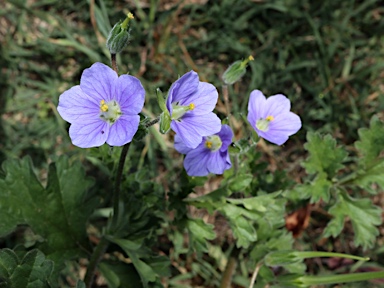 APII jpeg image of Erodium crinitum  © contact APII