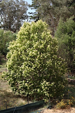 APII jpeg image of Ligustrum lucidum  © contact APII