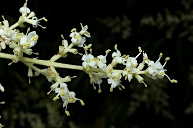 APII jpeg image of Ligustrum lucidum  © contact APII