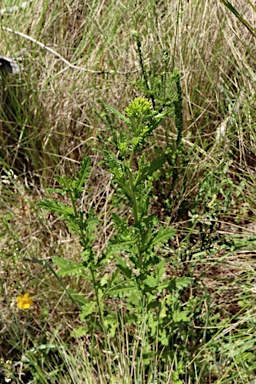 APII jpeg image of Senecio distalilobatus  © contact APII