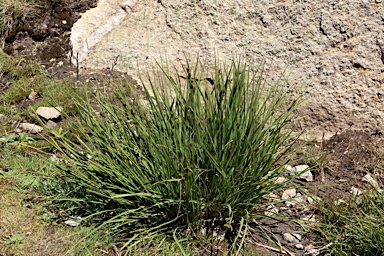 APII jpeg image of Carex hypandra  © contact APII