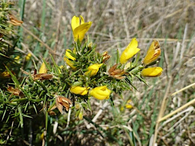 APII jpeg image of Ulex europaeus  © contact APII