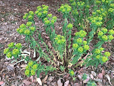 APII jpeg image of Euphorbia oblongata  © contact APII