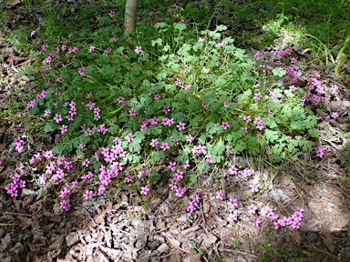 APII jpeg image of Oxalis articulata  © contact APII