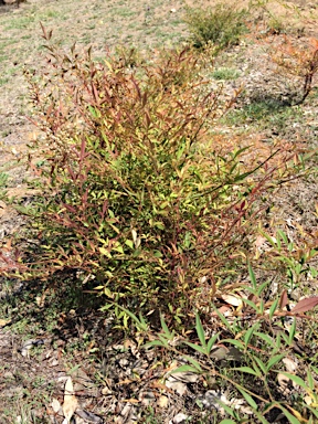 APII jpeg image of Nandina domestica  © contact APII