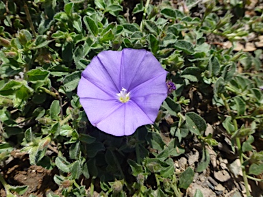 APII jpeg image of Convolvulus sabatius  © contact APII