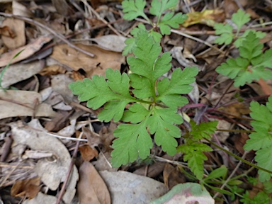 APII jpeg image of Geranium purpureum subsp. purpureum  © contact APII