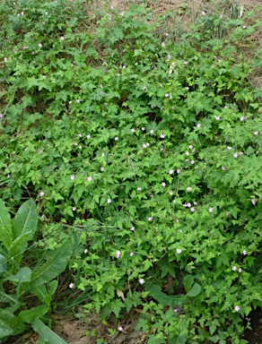 APII jpeg image of Geranium purpureum subsp. purpureum  © contact APII