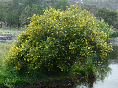 APII jpeg image of Hypericum patulum  © contact APII