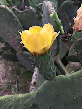 APII jpeg image of Opuntia ficus-indica  © contact APII