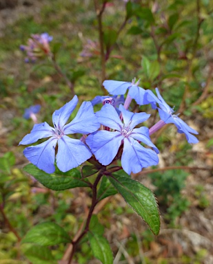 APII jpeg image of Ceratostigma willmottianum  © contact APII