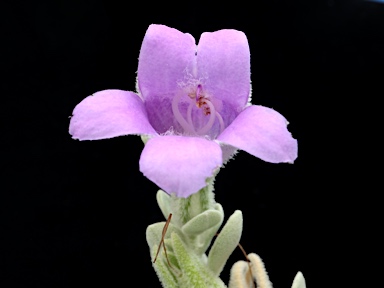 APII jpeg image of Eremophila mackinlayi subsp. spathulata  © contact APII