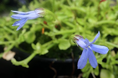 APII jpeg image of Lobelia quadrangularis  © contact APII