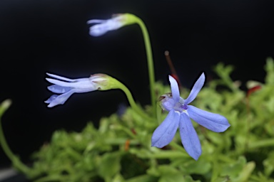 APII jpeg image of Lobelia quadrangularis  © contact APII