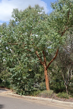 APII jpeg image of Corymbia peltata  © contact APII