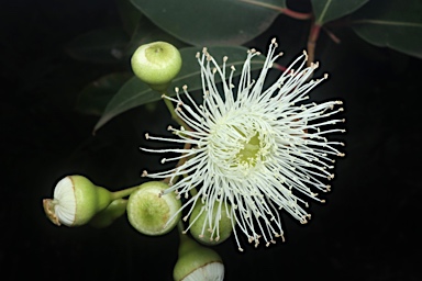 APII jpeg image of Corymbia calophylla  © contact APII