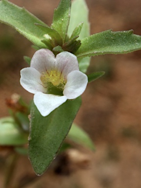 APII jpeg image of Gratiola pumilo  © contact APII