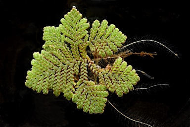 APII jpeg image of Azolla pinnata  © contact APII