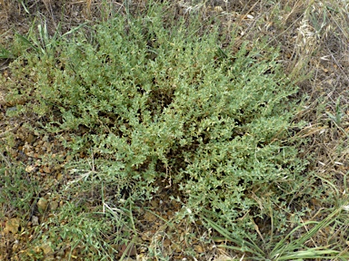 APII jpeg image of Atriplex semibaccata  © contact APII