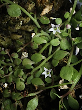 APII jpeg image of Lobelia fenshamii  © contact APII