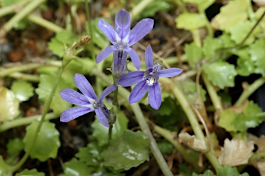 APII jpeg image of Lobelia arnhemiaca  © contact APII