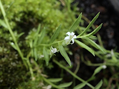 APII jpeg image of Lobelia darlingensis  © contact APII