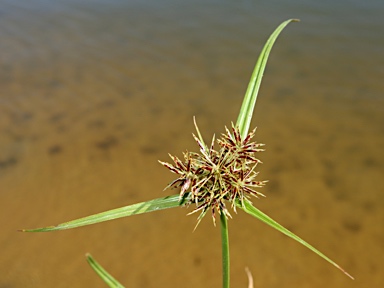 APII jpeg image of Cyperus congestus  © contact APII