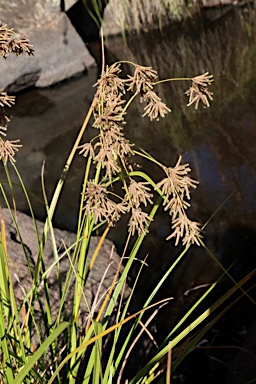 APII jpeg image of Scirpus polystachyus  © contact APII