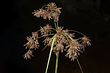 APII jpeg image of Scirpus polystachyus  © contact APII