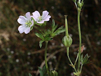 APII jpeg image of Geranium retrorsum  © contact APII